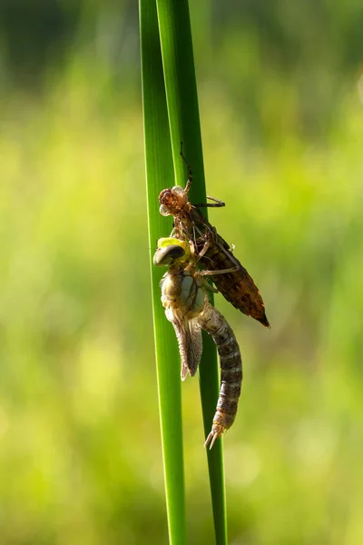 Odonata Dragonfly Trollslända Kläcks Ett Rörblad Bladet Strippad Brun Remsa — Stockfoto