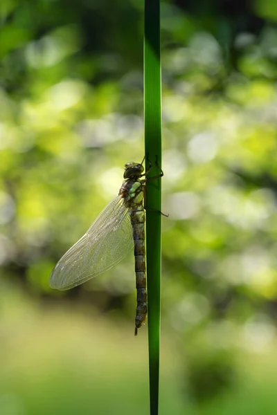 Odonata Een Vers Uitgebroede Libel Droogt Zijn Vleugels Zon Zit — Stockfoto