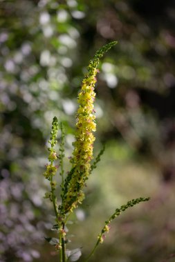 Verbascum yoğunluğu - uzun bir divisna sapı ve üzerinde güzel, gelişmiş, sarı çiçekler. Ormanda bir patika boyunca büyürler. Güzel bokeh ve ışıkla.