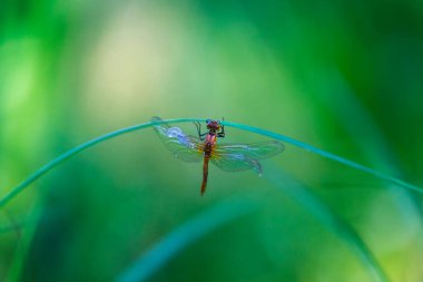 animals, aquatic, baby, background, beautiful, beauty, birth, body, bokeh, bokeh background, bug, close, close-up, close-up, color, color, color, renklendirici, detail, dragonfly, emergence, entomology, eye, eye, eye, eye, fauna, fly, fresh, green, greenery, kuluçkadan çıkan, in