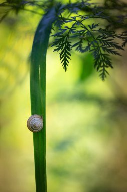 Helix Pomatia - bir salyangoz çimenlerin üzerinde baş aşağı asılı güzel yumuşak bir bokeh ile.