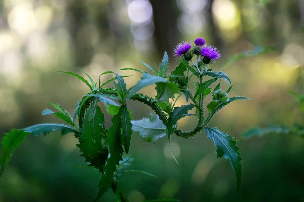 Carduus Acanthoides 보라색 Thistle 엉겅퀴의 줄기는 식도처럼 아름답고 — 스톡 사진