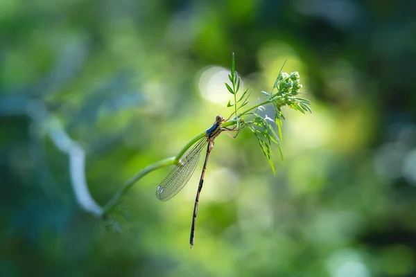 Libellule Accroché Des Brins Herbe Tout Juste Éclos Sèche Soleil — Photo