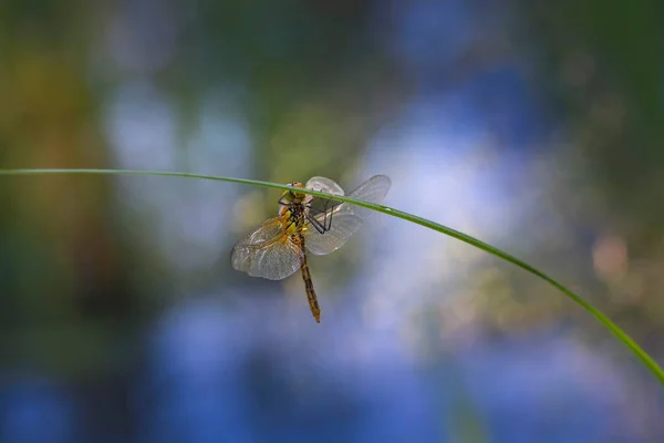 Dragonfly Klamrar Sig Fast Vid Grässtrån Kläcks Och Torkar Solen — Stockfoto