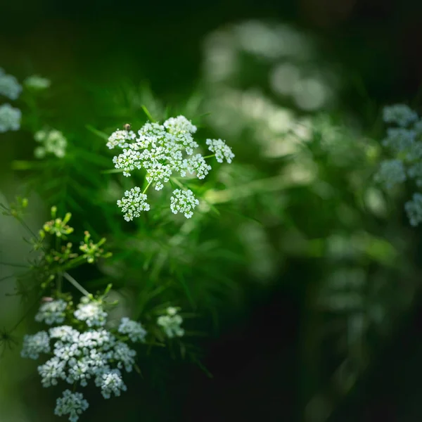 Carum Carv Cumin Petites Fleurs Blanches Herbes Médicinales Épices Grandir — Photo