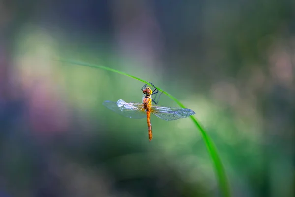 Dragonfly Προσκόλληση Λεπίδες Του Χόρτου Μόλις Εκκολάφθηκε Και Στεγνώνει Στον — Φωτογραφία Αρχείου