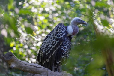Gyps fulvus - bir dalda oturan akbaba ve güzel bokeh ile yeşil yapraklar arasında avını koruyor.
