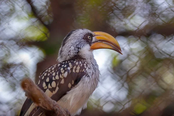 Toko Bec Jaune Bel Oiseau Tête Blanche Long Bec Jaune — Photo