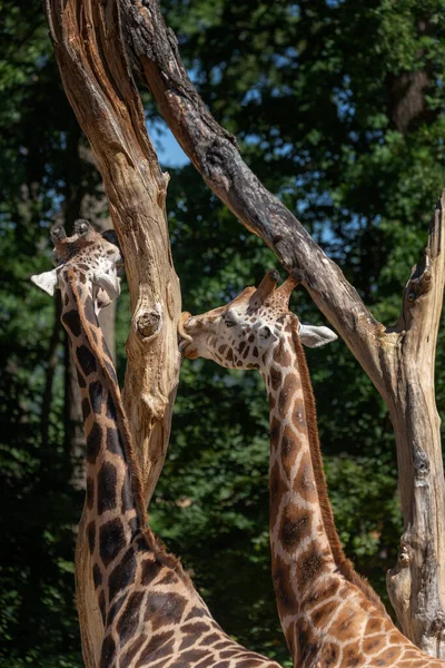 Giraffa - two giraffes standing by the trunk of a tree and one licking it with its long pink tongue. In the background a beautiful dark green boke