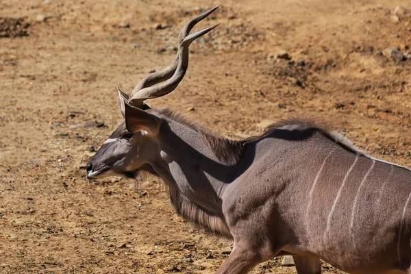 斑纹羚羊 森林羚羊 行走在令人窒息的地面上 俯瞰轮廓 头上长着美丽的长长的扭曲的角 — 图库照片