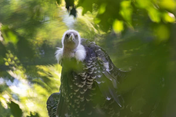 ジプシーアフリカ ハゲタカは美しいボケと緑の葉の間の枝に座っています — ストック写真