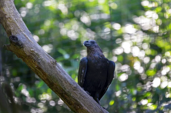 Corvus Albicollis Крук Сидить Гілці Короні Дерева Цікавиться Відбувається Чудове — стокове фото