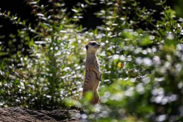 Suricata Suricatta Meerkat Áll Egy Kőre Között Zöld Lombhullató Bokrok — Stock Fotó