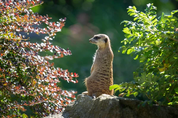 Suricata Suricatta 미어캣이 사이에 머리를 왼쪽으로 돌리고 주위를 봅니다 배경에 — 스톡 사진