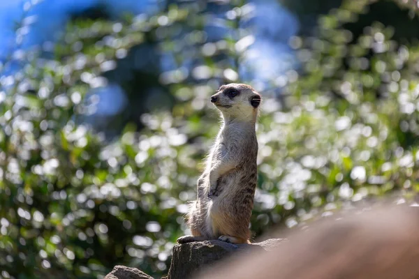 Suricata Suricatta 사이에 똑바로 미어캣 그분은 보시고 관찰하 십니다 배에요 — 스톡 사진