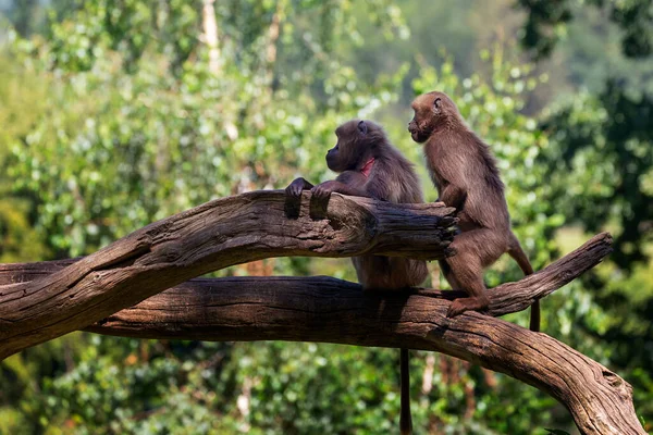 Theropithecus Gelada Brun Gelada Babian Två Apor Sitter Stark Trädstam — Stockfoto