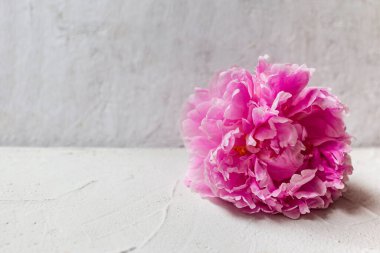 Gri dokuda güzel pembe şakayık çiçeği.