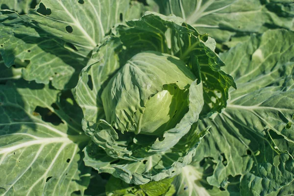 Fresh Green Garden Cabbageclose — Stock Photo, Image