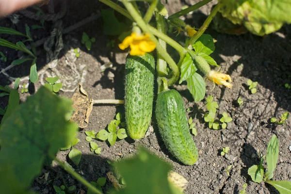 Bahçede Salatalık Yetişiyor Bahçede Yetişen Lezzetli Olgun Yeşil Salatalık — Stok fotoğraf
