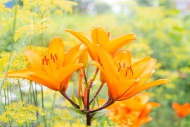 Bahçede yetişen portakal zambakları. Güzel zambak çiçekleri