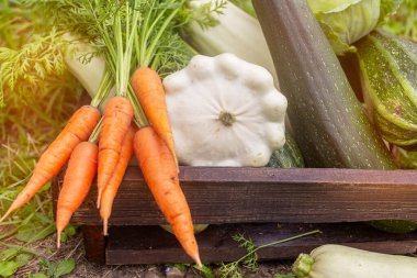 Tahta kutu dolusu taze çiğ sebze. Sebze sepeti: lahana, havuç, kabak. Hasat. Taze sebzeler. Kapat.