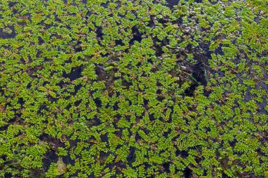 Çimenli göl. Bir gölün yüzeyini kaplayan ördek otunun en üst görüntüsü