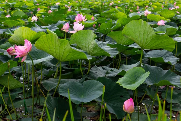 Lotus flowers bloom beautifully in the lake. Lotus blossoms on the protected forest lake