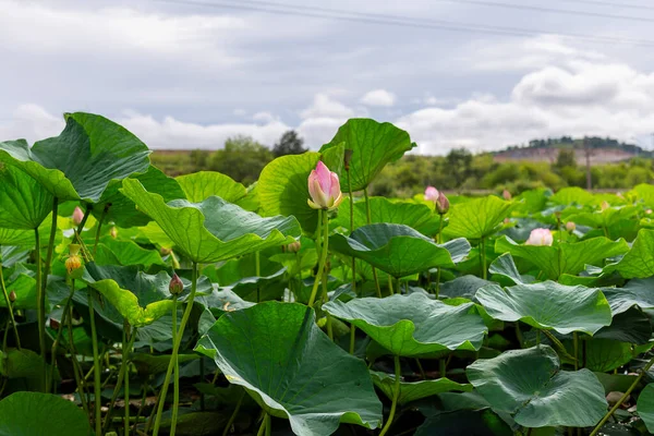 Lotus çiçekleri gölde güzel bir şekilde çiçek açar. Korunmuş orman gölünde nilüfer çiçekleri açar.