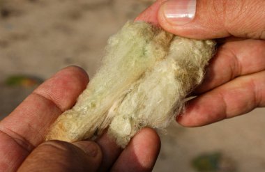 Pamuk, doğal renklerde, organik ve tarımsal üretim Campina Grande, Paraiba, Brezilya.