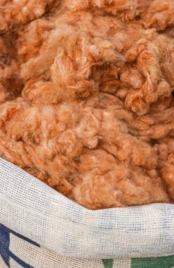 Pamuk, doğal renklerde, organik ve tarımsal üretim Campina Grande, Paraiba, Brezilya.