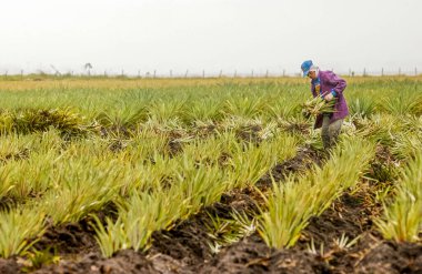 Santa Rita, Paraiba, Brezilya 'da 16 Eylül 2008' de fidanlık ve manuel ananas koleksiyonu.