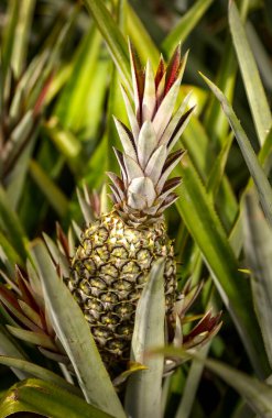 Santa Rita, Paraiba, Brezilya 'da 16 Eylül 2008' de fidanlık ve manuel ananas koleksiyonu.