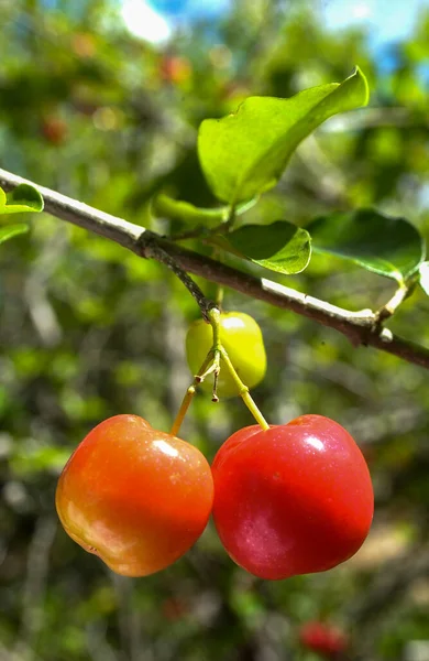 Acerola Fruit Rijk Aan Vitamine Wordt Het Veel Gebruikt Sap — Stockfoto