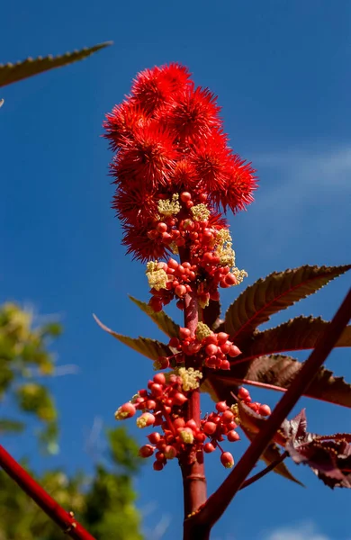 Kırmızı Hint Fasulyesi Zehirli Bitki Sağlığa Zararlı — Stok fotoğraf