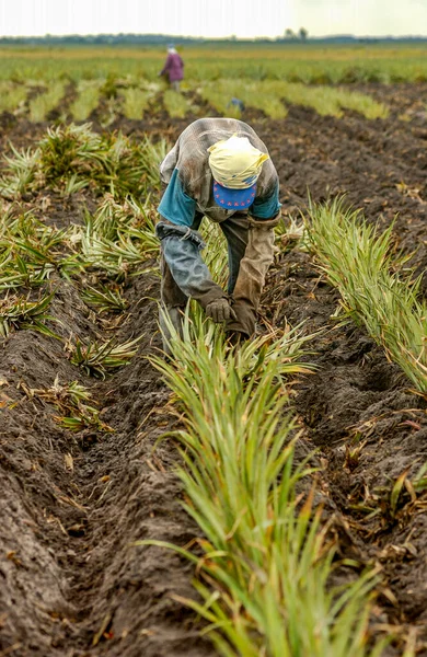 Santa Rita Paraiba Brezilya Eylül 2008 Fidanlık Manuel Ananas Koleksiyonu — Stok fotoğraf