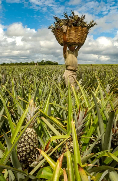 Výsadba Manuální Sbírka Ananasů Santa Ritě Paraiba Brazílie Září 2008 — Stock fotografie