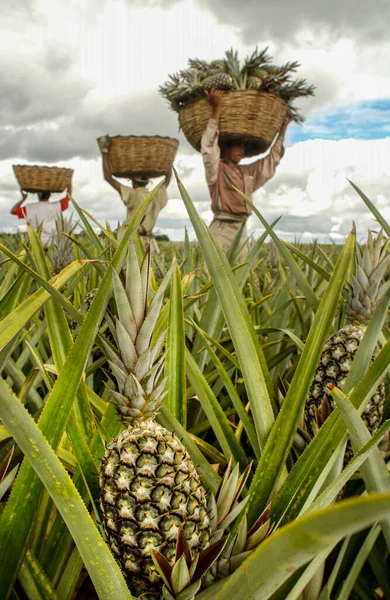 Plantation Collection Manuelle Ananas Santa Rita Paraiba Brésil Septembre 2008 — Photo