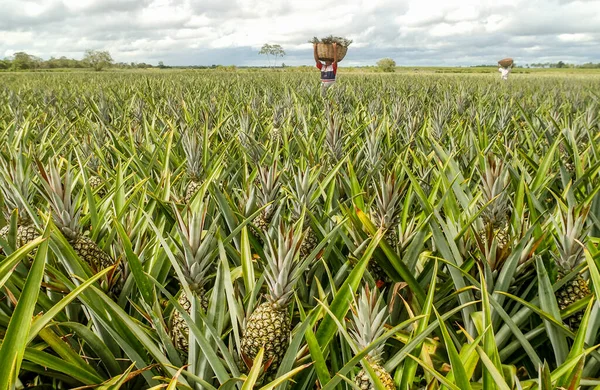 Plantation Collection Manuelle Ananas Santa Rita Paraiba Brésil Septembre 2008 — Photo