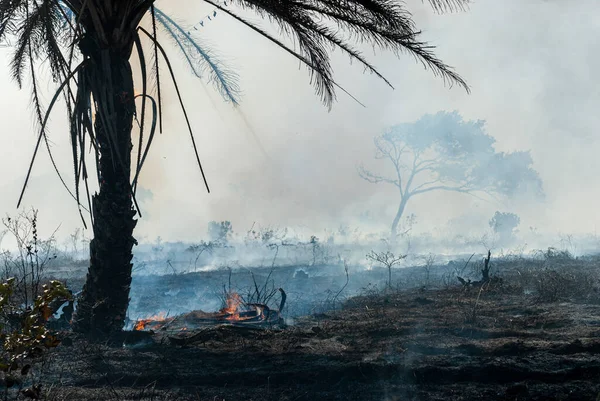 Hutan Terbakar Dengan Banyak Asap Pitimbu Dekat Joao Pessoa Paraiba — Stok Foto