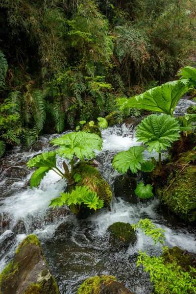 Geometricas Hot Springs Conaripe Vicino Pucon Panguipulli Los Rios Cile — Foto Stock