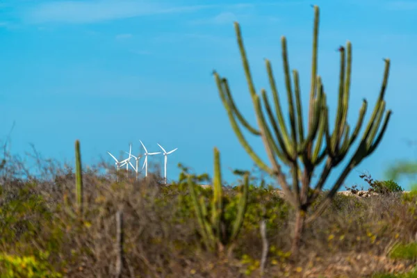 Windturbines Aracati Bij Fortaleza Ceara Brazilië — Stockfoto