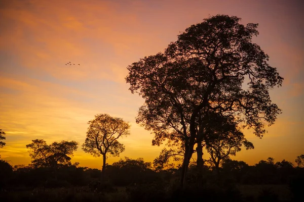 Sunset on the banks of the transpantaneira road, in the Pantanal of the State of Mato Grosso close to Pocone, Mato Grosso, Brazil on June 14, 2015.