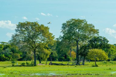 Pocone, Mato Grosso, Brezilya 14 Haziran 2015. Ağaçları, tarlaları ve göletleriyle sulak arazinin doğal manzarası..