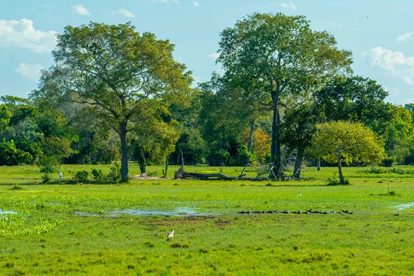 Pocone Mato Grosso Brazil June 2015 Natural Scenery Wetland Trees — Stock Photo, Image