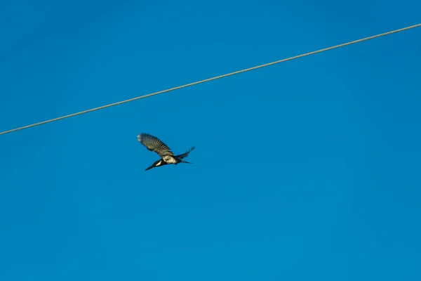 Birds Power Grid Wetland Pocone Mato Grosso Brazil June 2015 — Stock Photo, Image