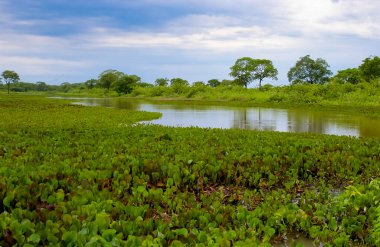Pocone, 30 Ekim 2005 'te Brezilya' nın Mato Grosso Eyaleti Pantanal 'ının ortasında. Pantanal 'da bulutlu bir öğleden sonra bitkilerle ve ağaçlarla dolu bir göl..