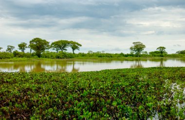 Pocone, 30 Ekim 2005 'te Brezilya' nın Mato Grosso Eyaleti Pantanal 'ının ortasında. Pantanal 'da bulutlu bir öğleden sonra bitkilerle ve ağaçlarla dolu bir göl..