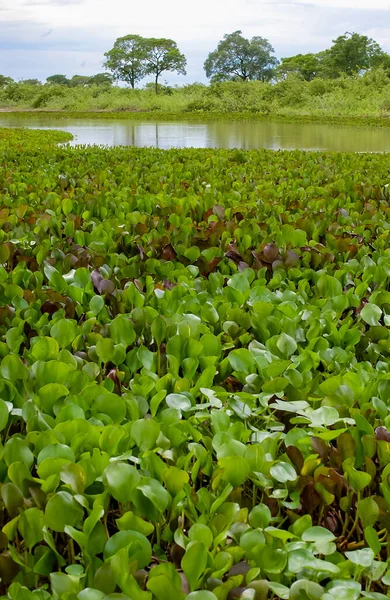 โพโดน ในช วงกลางของ Pantanal Mato Grosso State ประเทศบราซ ลาคม 2005 — ภาพถ่ายสต็อก