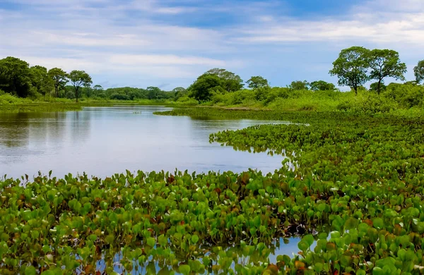 Pocone Στη Μέση Του Pantanal Της Πολιτείας Mato Grosso Της — Φωτογραφία Αρχείου