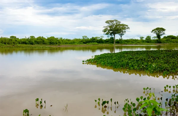 Pocone Uprostřed Pantanalu Státu Mato Grosso Brazílii Října2005 Laguna Vegetací — Stock fotografie